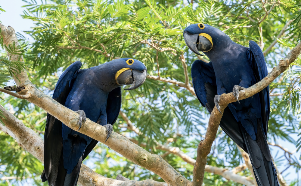 Two rare and endangered Hyacinth Macaws sitting in a tree and looking at the photographer at Pouso Alegre Lodge, Northern Pantanal, Mato Grosso State, Brazil